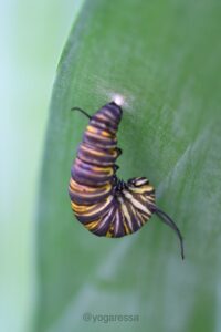 Caterpillar-5365-yogaressa