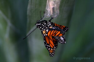Butterfly-5660-yogaressa