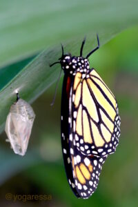 Butterfly-5682-yogaressa